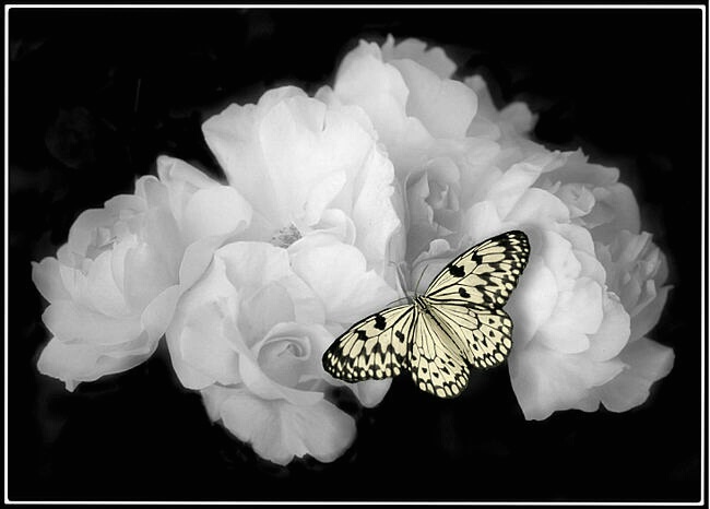 صور ورد ابيض اجمل صور ورود بيضاء متحركة صور زهور و ورد باللون الابيض