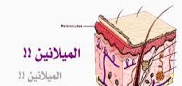 صبغة الميلانين - ماذا تعرف عن صبغات الوجه 2493 2