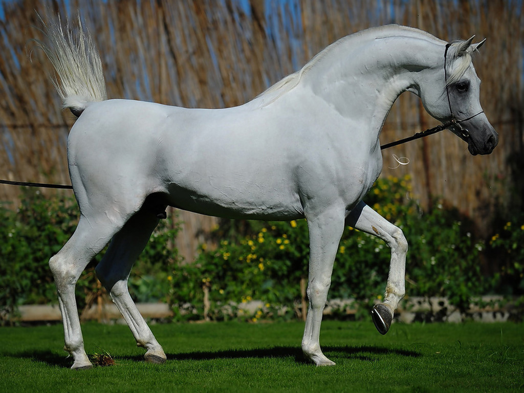 صور خيول بيضاء رائعة White Horses - اجمل الخيول البيضاء 3894 9