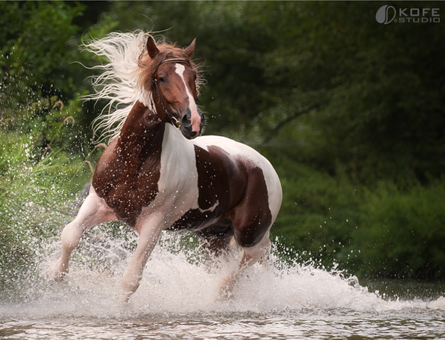 صور الخيل - صور الخيل اجمل صور الحصان 4190 8