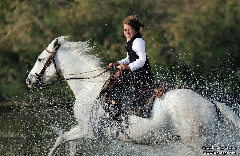 صور الخيل - صور الخيل اجمل صور الحصان 4190 5