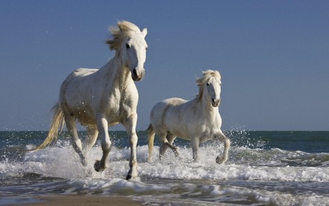 صور خيول بيضاء رائعة White Horses - اجمل الخيول البيضاء 3894 8