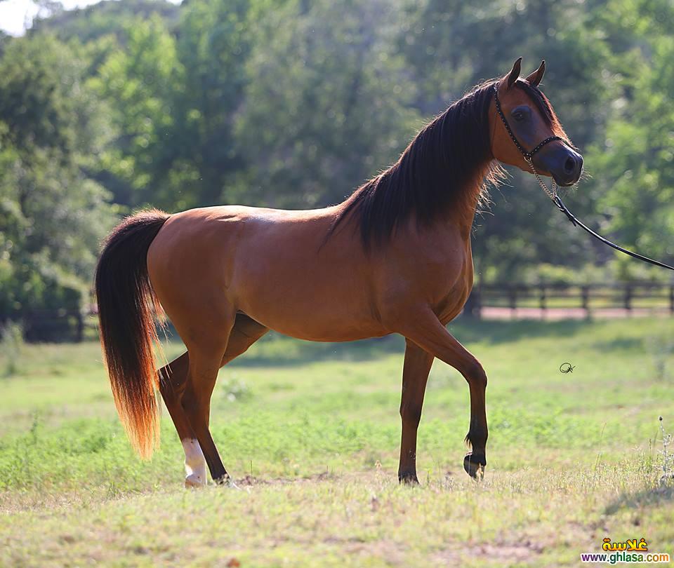 صور الخيل - صور الخيل اجمل صور الحصان 4190 3