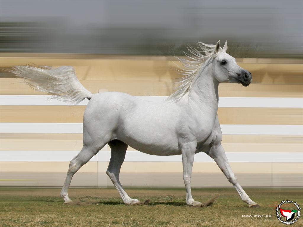 صور خيول بيضاء رائعة White Horses - اجمل الخيول البيضاء 3894 7