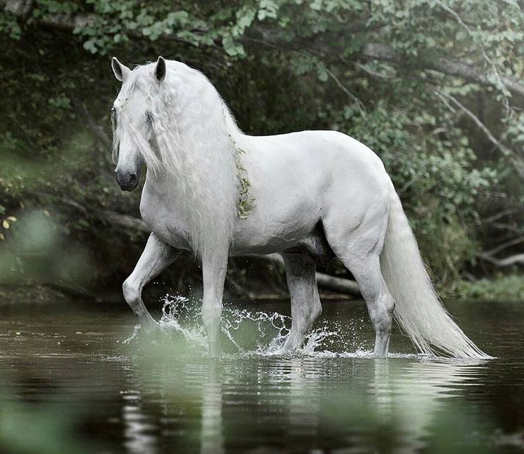 صور خيول بيضاء رائعة White Horses - اجمل الخيول البيضاء 3894 6