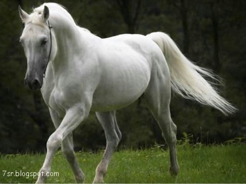 صور خيول بيضاء رائعة White Horses - اجمل الخيول البيضاء 3894 5