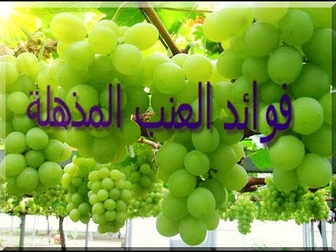 معلومات عن العنب , فوائد واستخدام الفواكه