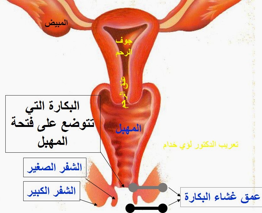 غشاء بكارة بالصور - غشاء البكاره لدى البنات 1735 2