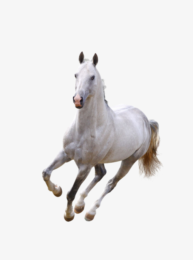 صور خيول بيضاء رائعة White Horses - اجمل الخيول البيضاء 3894 1