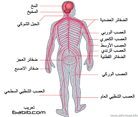 صورة جسم الانسان - ابرز صور لجسم الانسان 11404