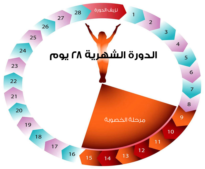 اسم الدورة الشهرية - معلومات عن الدوره الشهريه 11367 2