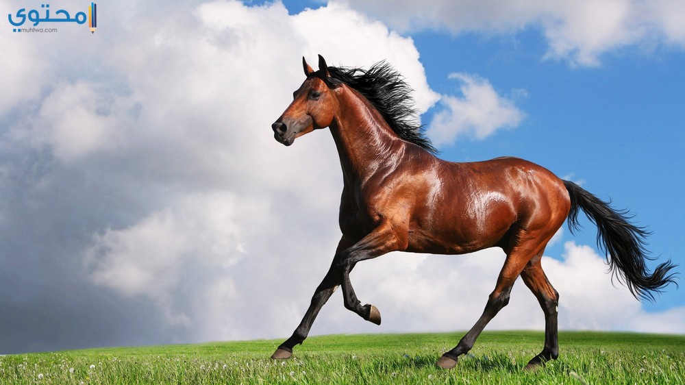 صور الخيل , صور الخيل اجمل صور الحصان