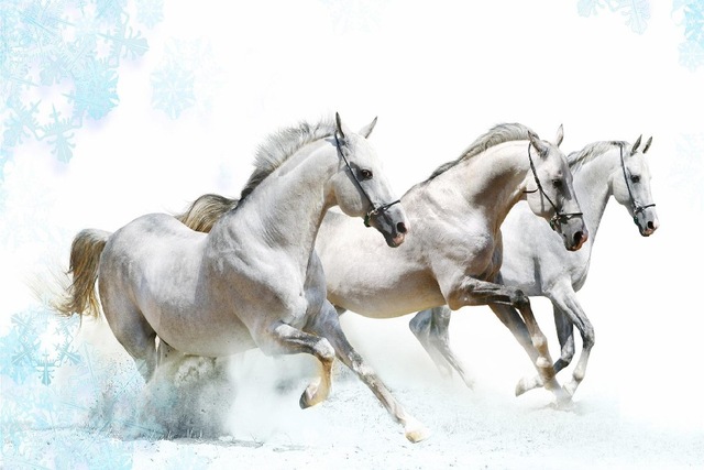 صور خيول بيضاء رائعة White Horses - اجمل الخيول البيضاء 3894 3