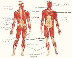 صورة جسم الانسان - ابرز صور لجسم الانسان 11404 4