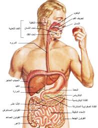 صورة جسم الانسان - ابرز صور لجسم الانسان 11404 3