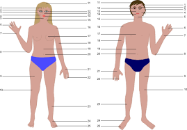 صورة جسم الانسان - ابرز صور لجسم الانسان 11404