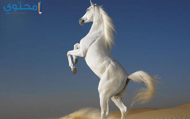 صور خيول بيضاء رائعة White Horses - اجمل الخيول البيضاء 3894 4