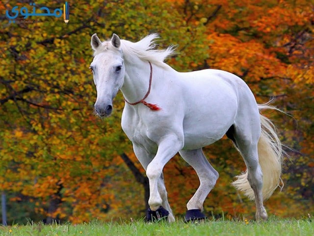 صور خيول بيضاء رائعة White Horses - اجمل الخيول البيضاء 3894