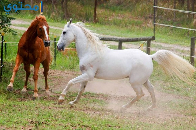 صور خيول بيضاء رائعة White Horses - اجمل الخيول البيضاء 3894 2