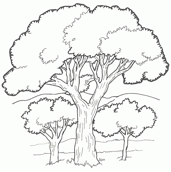 3938 صور تلوين اشجار صور رسومات اشجار للاطفال جاهزة للتلوين والطباعة - تعليم الرسم انيقة الانيقات