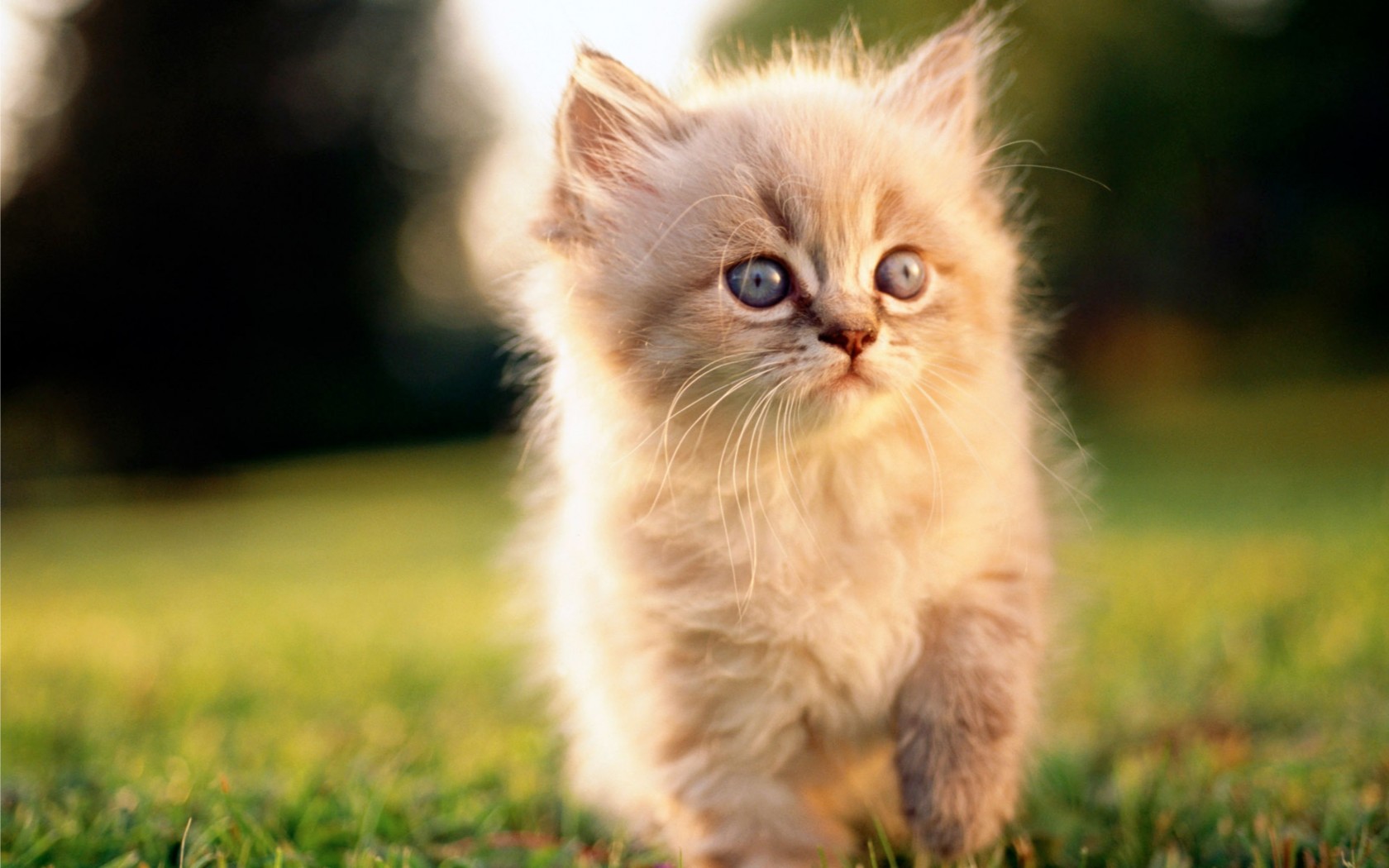 صور قطط تهبل , صورة اجمل قطة صغيره - اجمل الصور