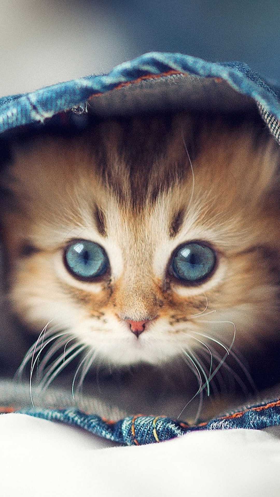 صور اجمل صور قطط صغيره احدث صور قطط صغيره كيوت , صورة قطة مضحكة اجمل