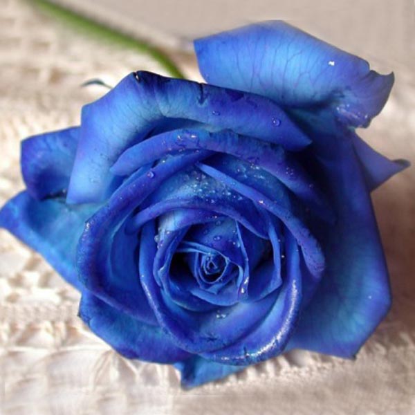 صور ورد ازرق طبيعي باقة زهور من اللون الازرق اجمل الصور