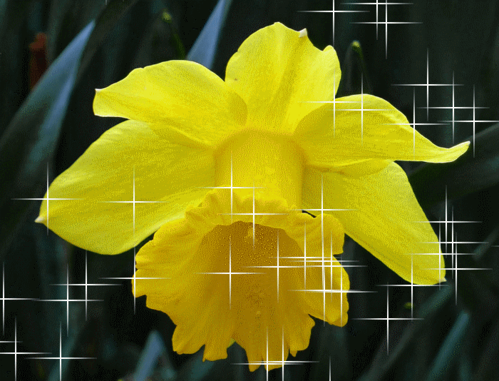 صور ورد اصفر اجمل صور ورود صفراء متحركة صور زهور و ورد باللون الاصفر