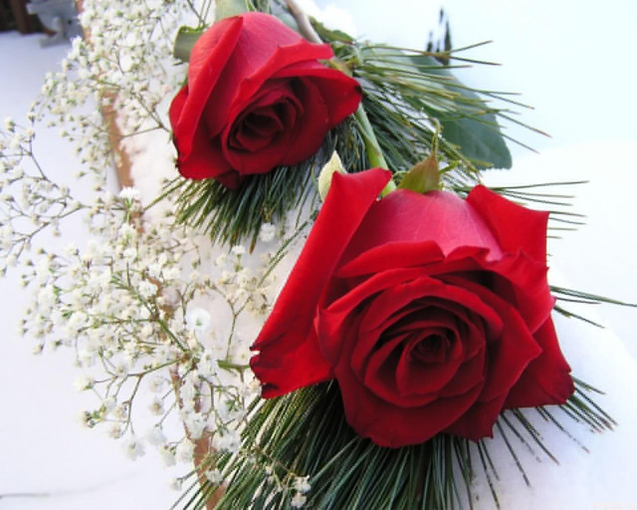 صور ورود روعه خلفيات ورود جميلة اجمل الورود الحمراء خلفيات وردة