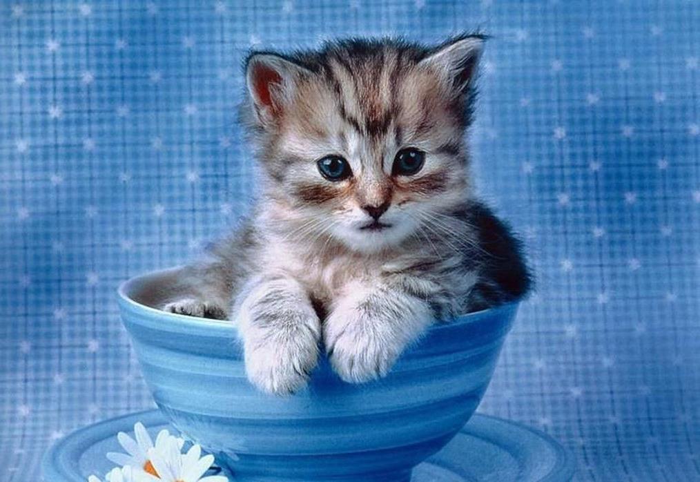 صور قطط صغيره قطط صغيره اجمل القطط صور قطط , اروع صورة قطة تجنن اجمل