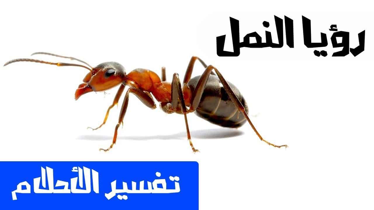 النمل الاحمر في البيت , الحشرات الصغيره والتخلص منها